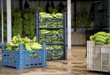Bananas packed for export Adobe Stock