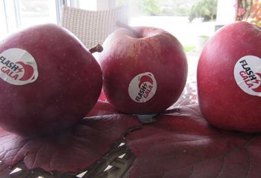 Flash Gala apples South Africa label closeup