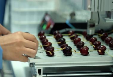 Maersk cherries in lab