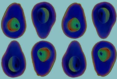 Avocado scans