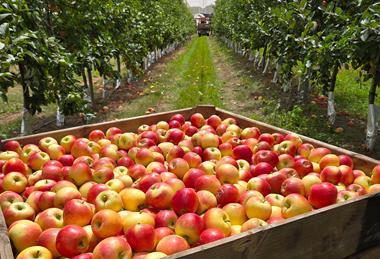 Harvesting Kanzi March 2026 Ian Pearce Orange