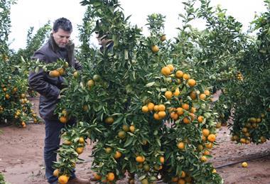 Eurosemillas Tang Gold Ital