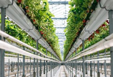 UK S&A Produce