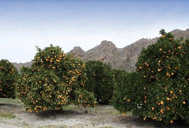 South Africa Citrus Western Cape Adobe Stock
