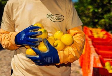 Limonar de Santomera lemons