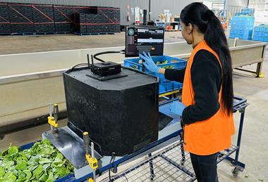 Borrato Farms Spinach QC with GoMicro