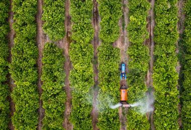 Tractor spraying citrus trees