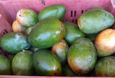 SoLumi Fresh mangoes