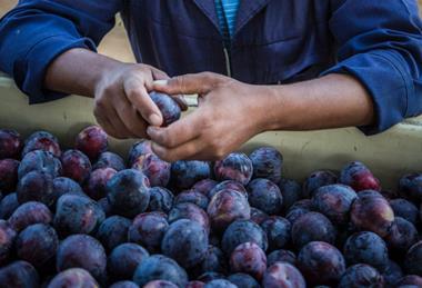 South African plums