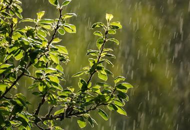 Apfelbaum im Regen