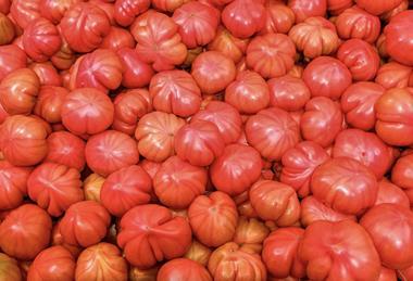 Spanish tomatoes Valencia market Adobe Stock
