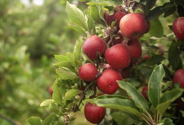 Flash Gala on tree South Africa