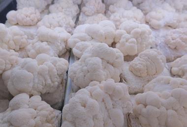 Lion's Mane is seeing huge surge in demand