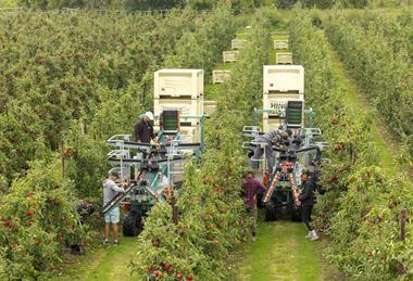 FSP apple harvest BAPL