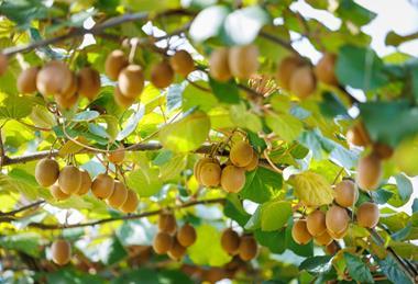 FR Haegeum Sofruileg kiwifruit