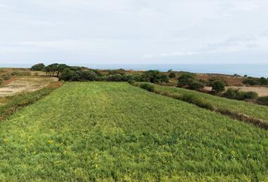 Jersey growers are focusing on sustainable production