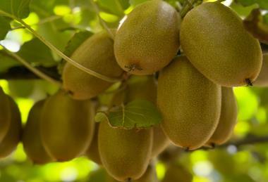 RSA Oscar Gold kiwifruit Primland
