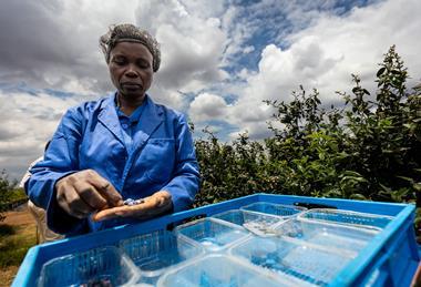 Blueberry harvesting in Zimbabwe Lucentlands Media