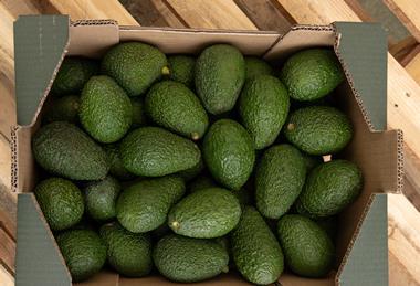 Montosa - Avocados