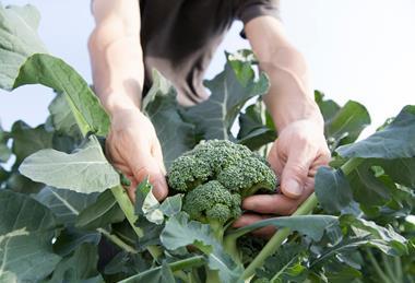 The BGA says the extreme weather is heaping more pressure on cash-strapped brassica growers