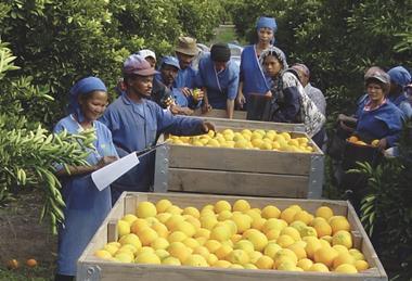RSA citrus