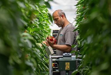 The new agreements will strengthen Sainsbury’s supply resilience in greenhouse vegetables
