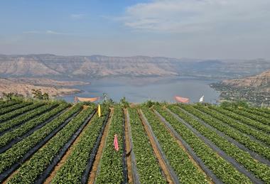 Indian strawberry fields of NSG variety