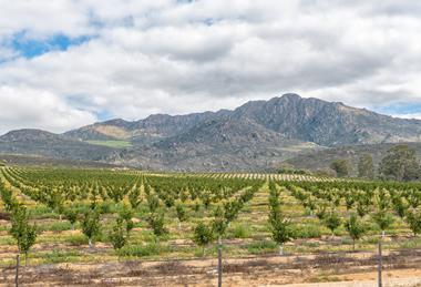 DNA Irrigation South African citrus