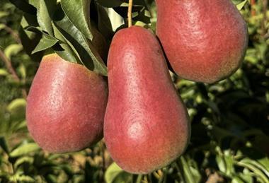 Tru-Cape blushed pears South Africa