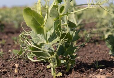The project is examining vining pea density