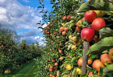 Belgian apples Belgium Adobe Stock