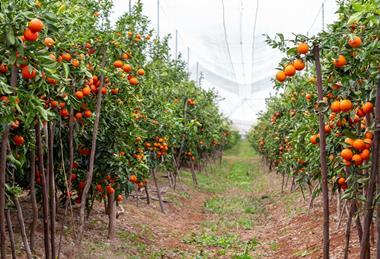 SweetCott orchard