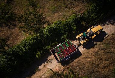 Picota cherries aerial shot