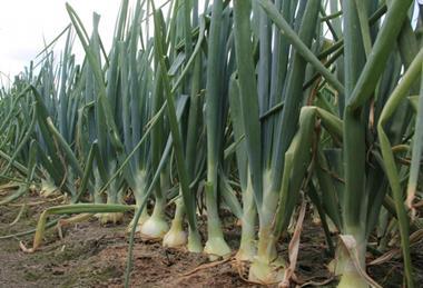 Onions are threatened by the Bean Seed Fly