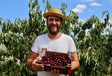 A bumper 2026 crop of Picota cherries is expected