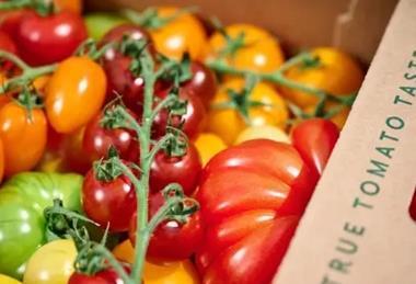 The collaborative project aims to ‘take the guesswork out of tomato production’