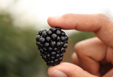 Planasa blackberry