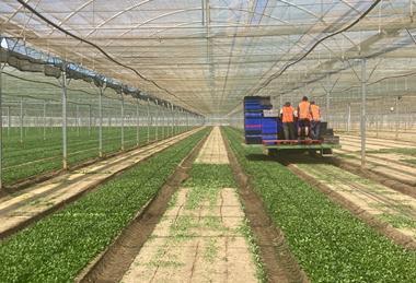 UK Florette lambs lettuce
