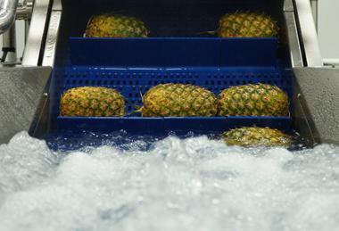 Pineapples washing Fruttital