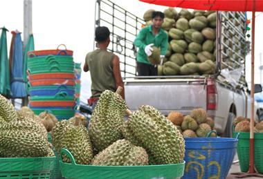 Thai durian transport truck export