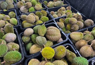 Malaysian durian in Market Baskets Including Musang King, D24, Black Thorn Adobe Stock