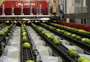 Aweta citrus sorting grading machinery