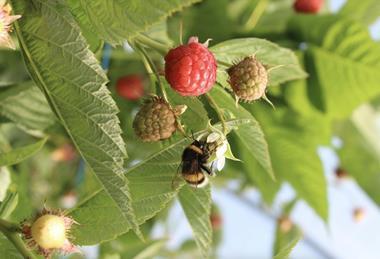 British Berry Growers Sustainability bee biodiversity