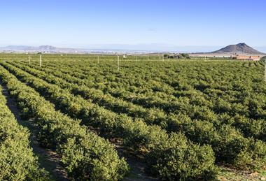 Spanish lemons Ailimpo