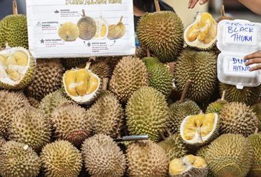 Malaysian Durian Black Thorn Musang King Adobe Stock