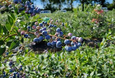 Heidelbeeren aus Deutschland