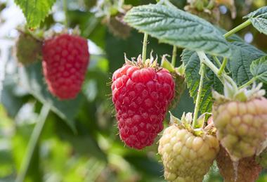 The Summer Berry company supplies premium berries in the UK, Europe, and the Middle East