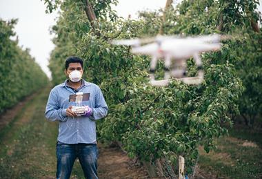 Innov8 ag drone orchard