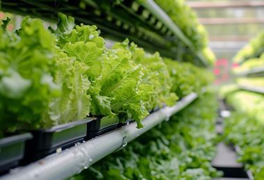 Vertical lettuce farm