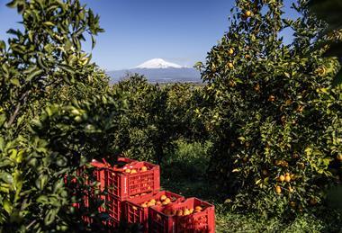 Unifrutti Oranfrizer farm overlooking Mt Etna